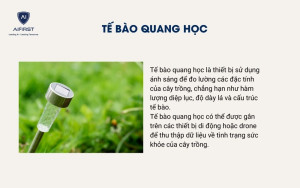 Tế bào quang học giúp theo dõi tình trạng sức khoẻ cây trồng