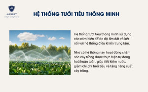 Tưới tiêu tự động