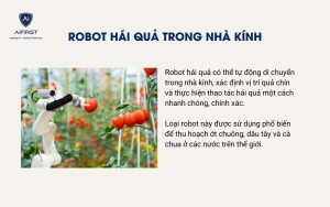 Robot hái quả trong nhà kính